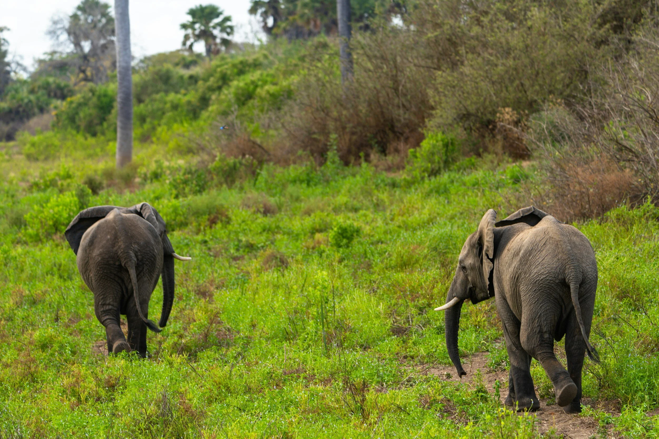 Nyerere National Park
