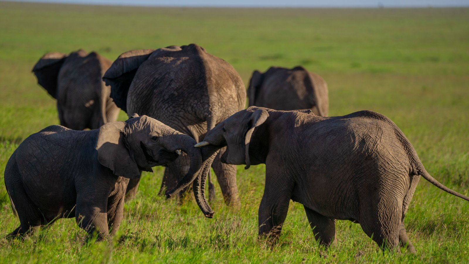 4 Days Serengeti Safari