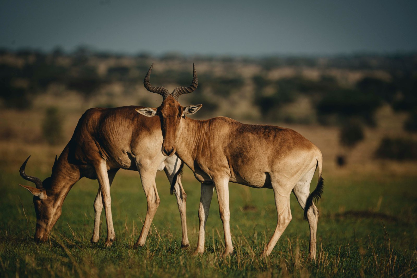 6 Days Safari Highlight