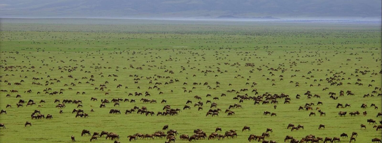 14 Days Luxury Safari &amp; Beach