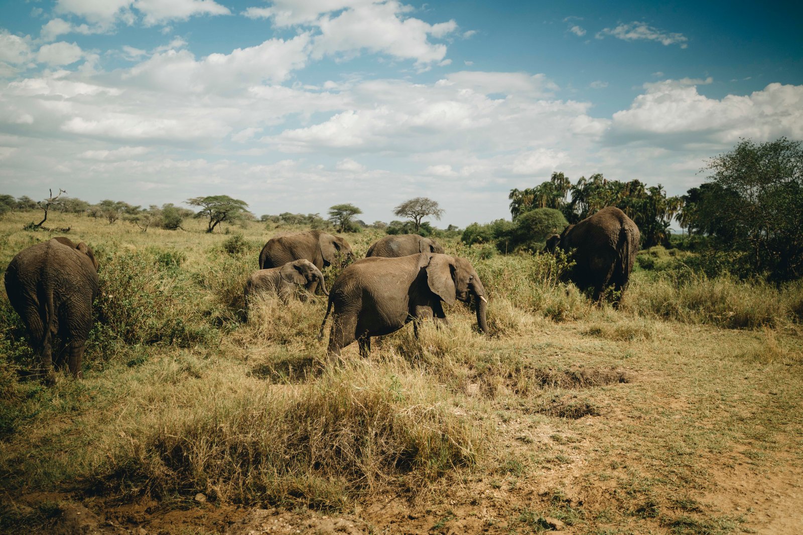 8 Days Tanzania - Zanzibar Adventure