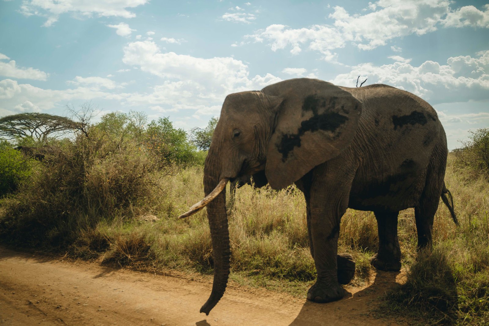 9 Day Tanzania Premier Wildlife Immersion