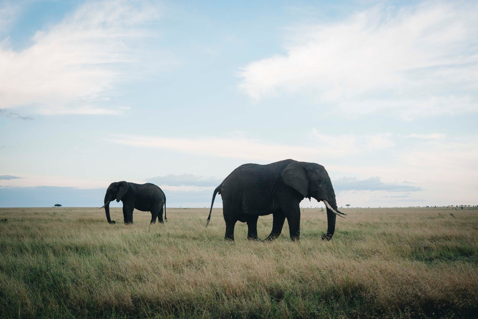 12 Day Grand Tanzania Safari Immersion