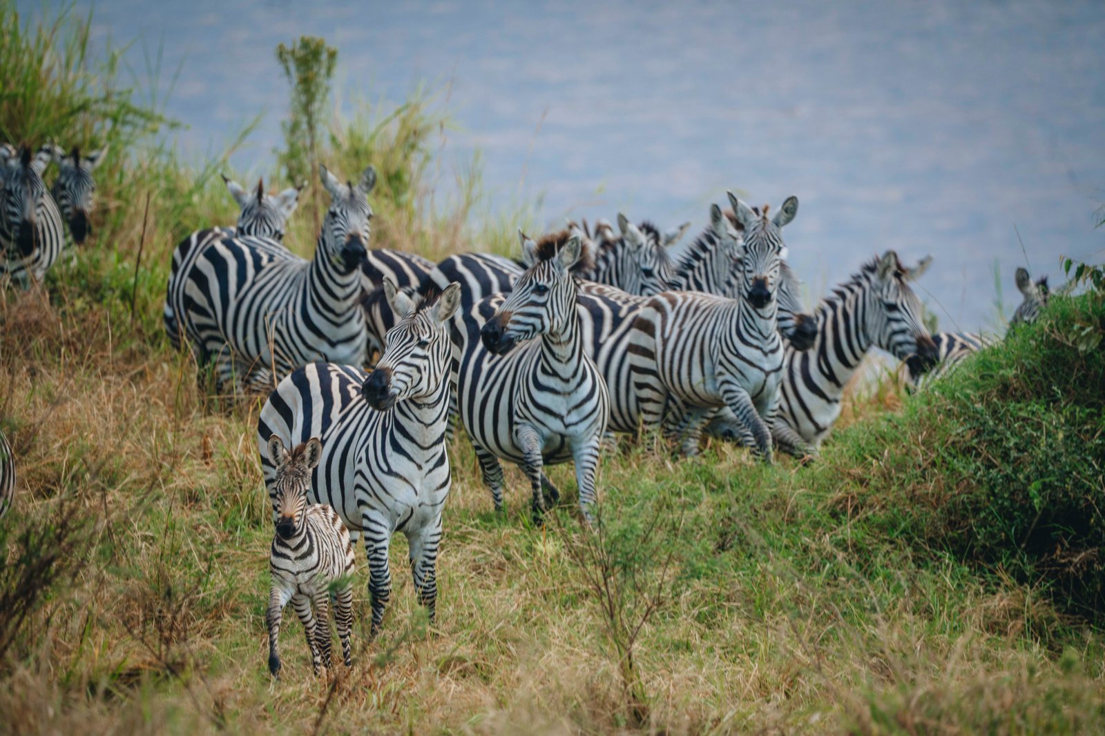 7 Day Northern Circuit Express