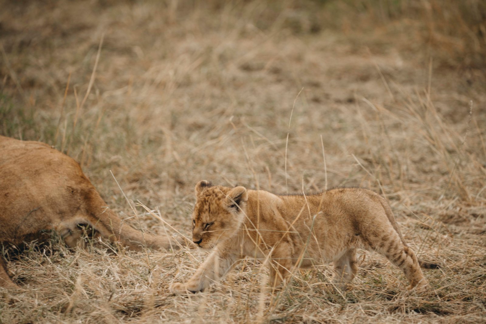 4 Day Mikumi National Park Escape