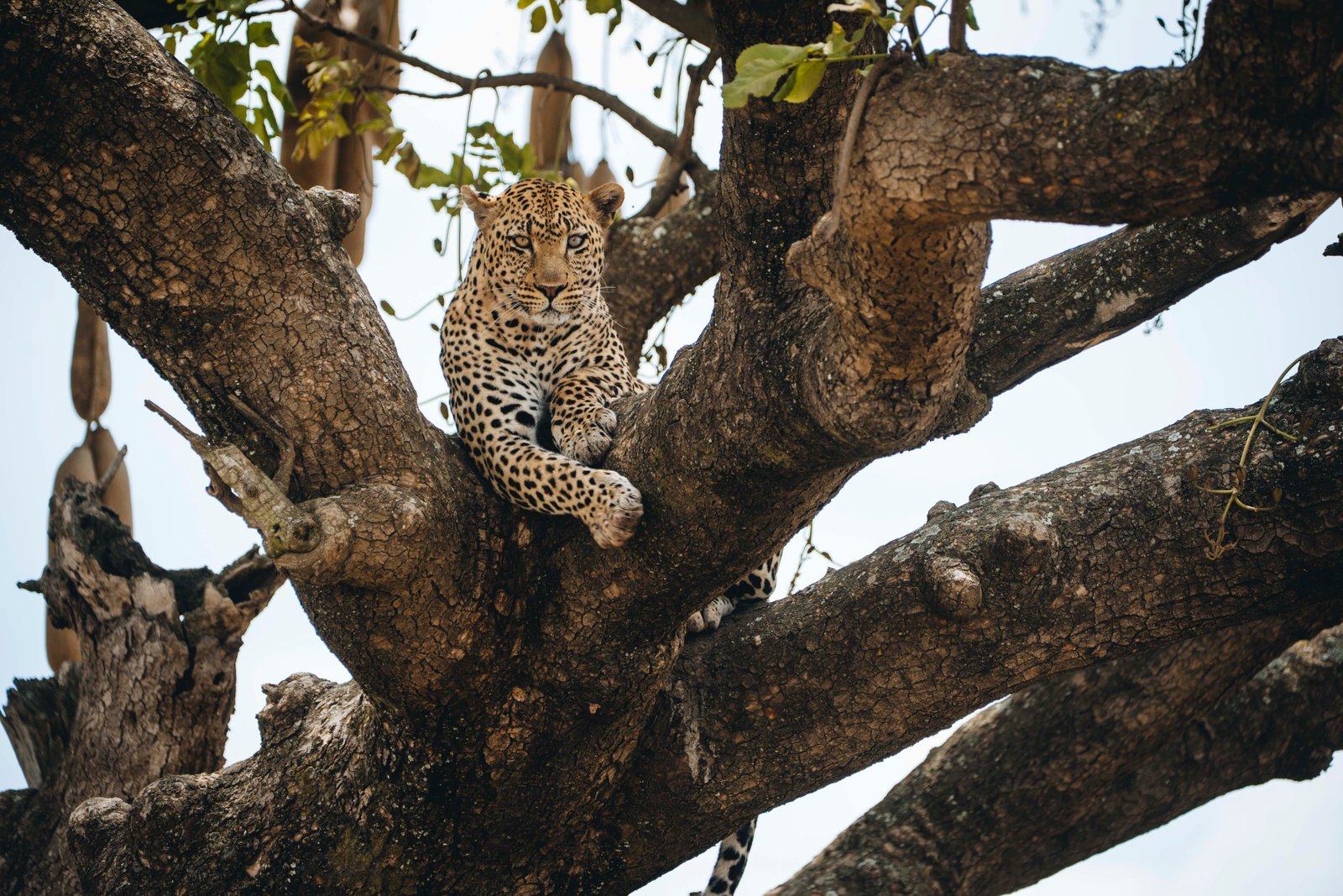 5 Day Southern Tanzania Explorer