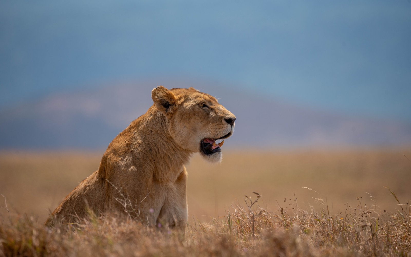 7 Southern Tanzania Grand Safari