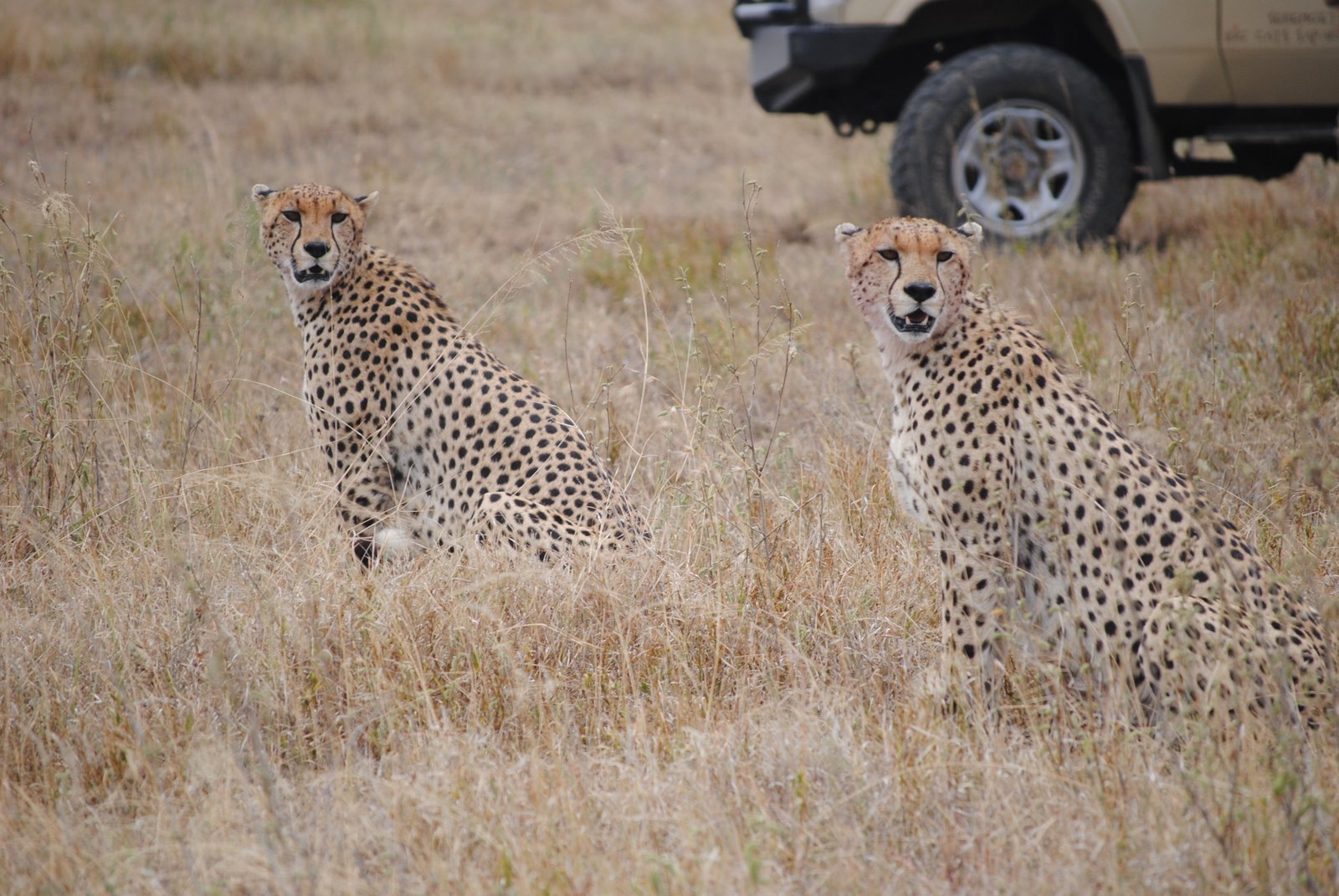 The Ultimate Guide to Visiting Tanzania: Everything You Need to Know Before You Go – Visit Tanzania Journal