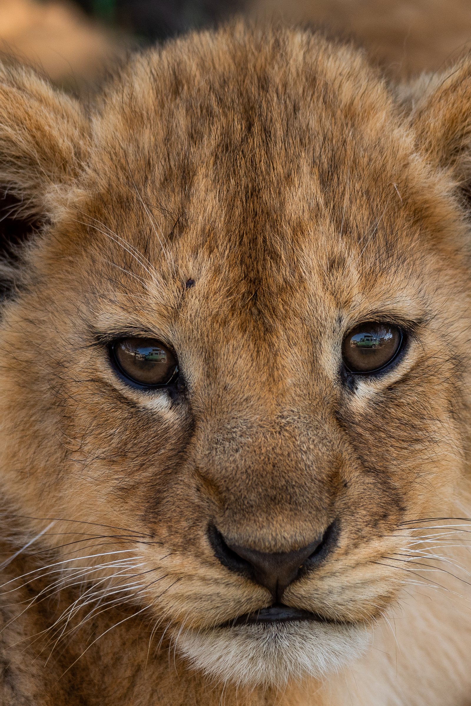 7 Days Tanzania Adventure