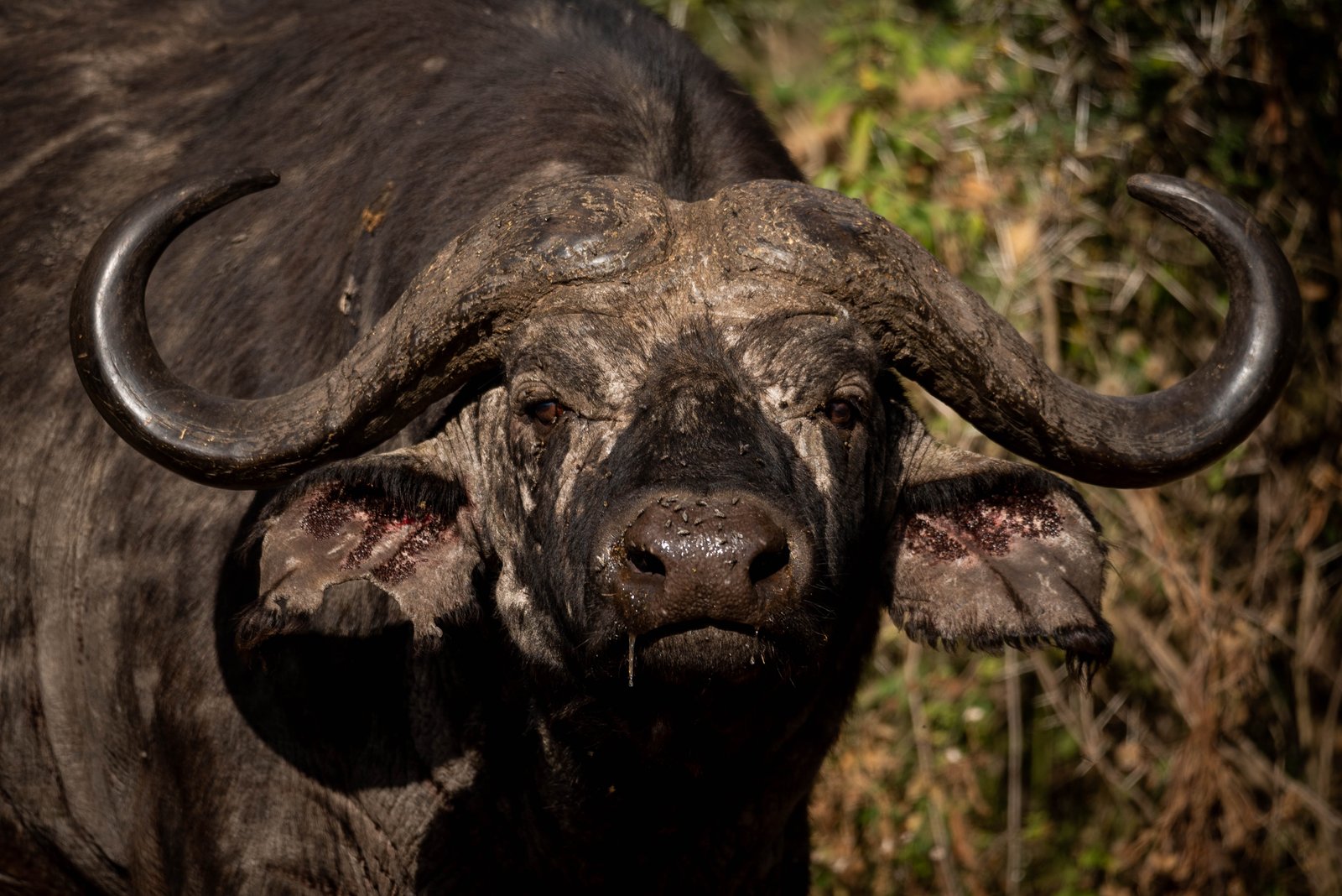 3 Day Northern Tanzania Express Safari