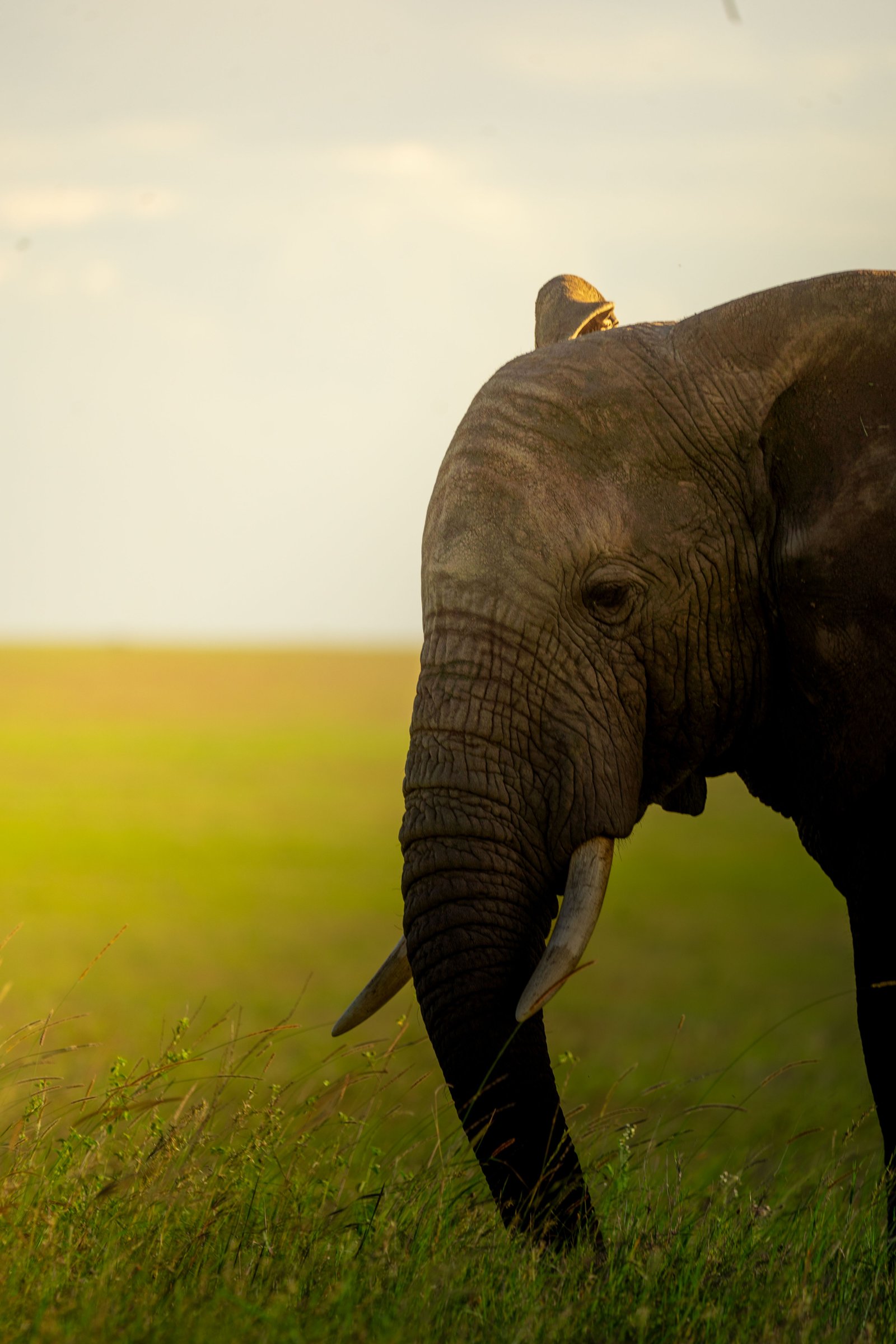 9 Day Tanzania Premier Wildlife Immersion