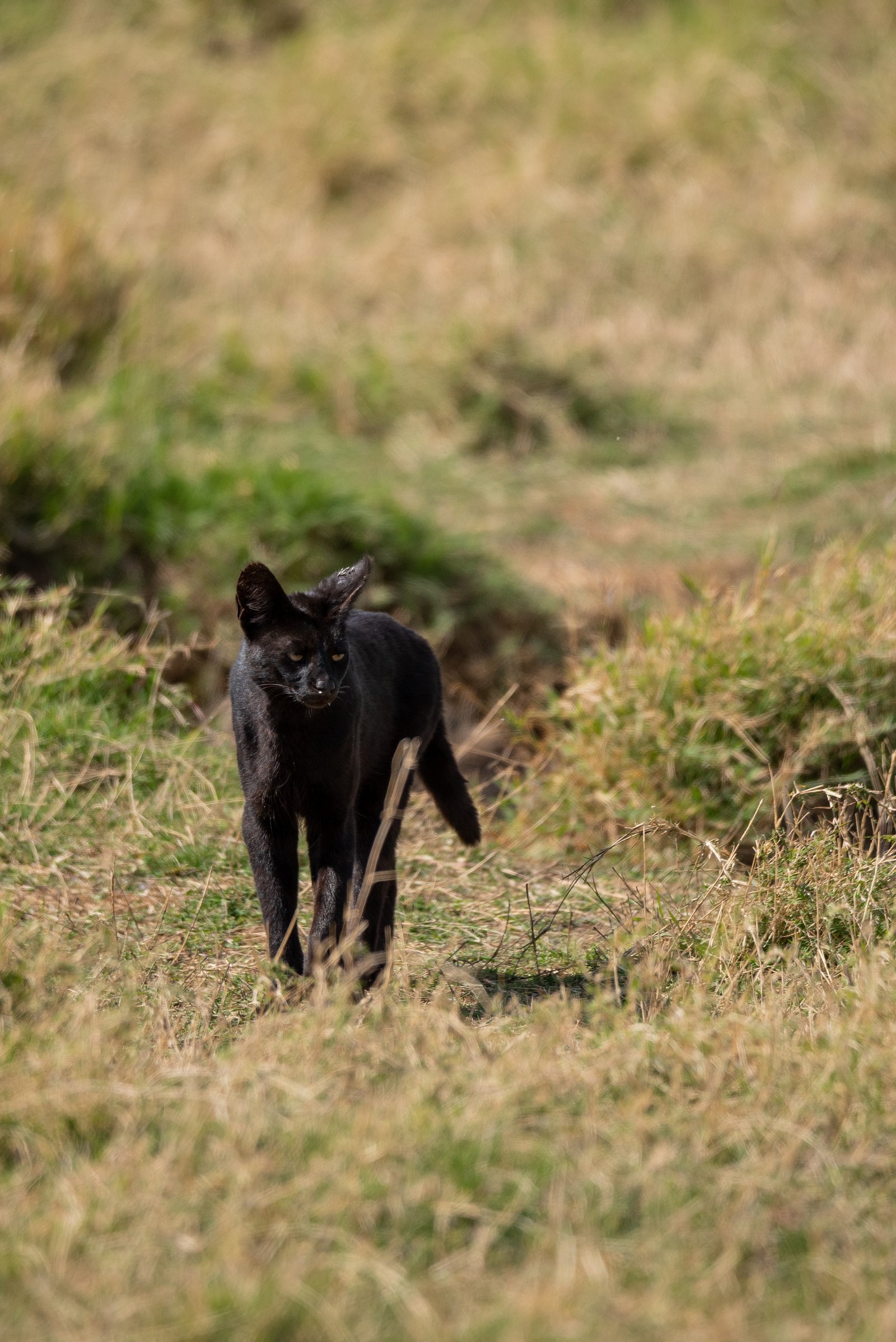 5 Days Luxury Wildlife Safari