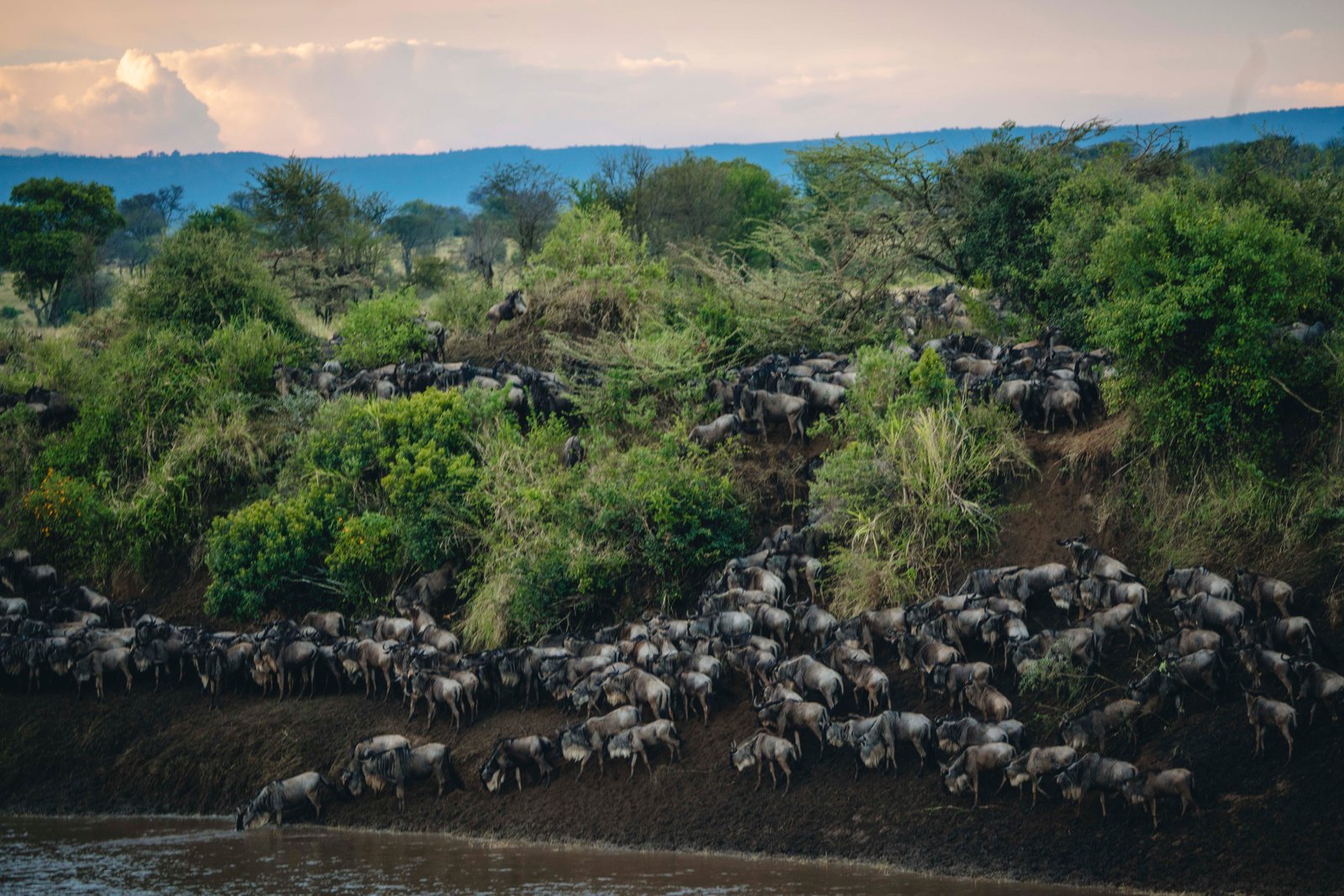 A Deep Wildlife Expedition Through Tanzania Greatest Show on Earth.