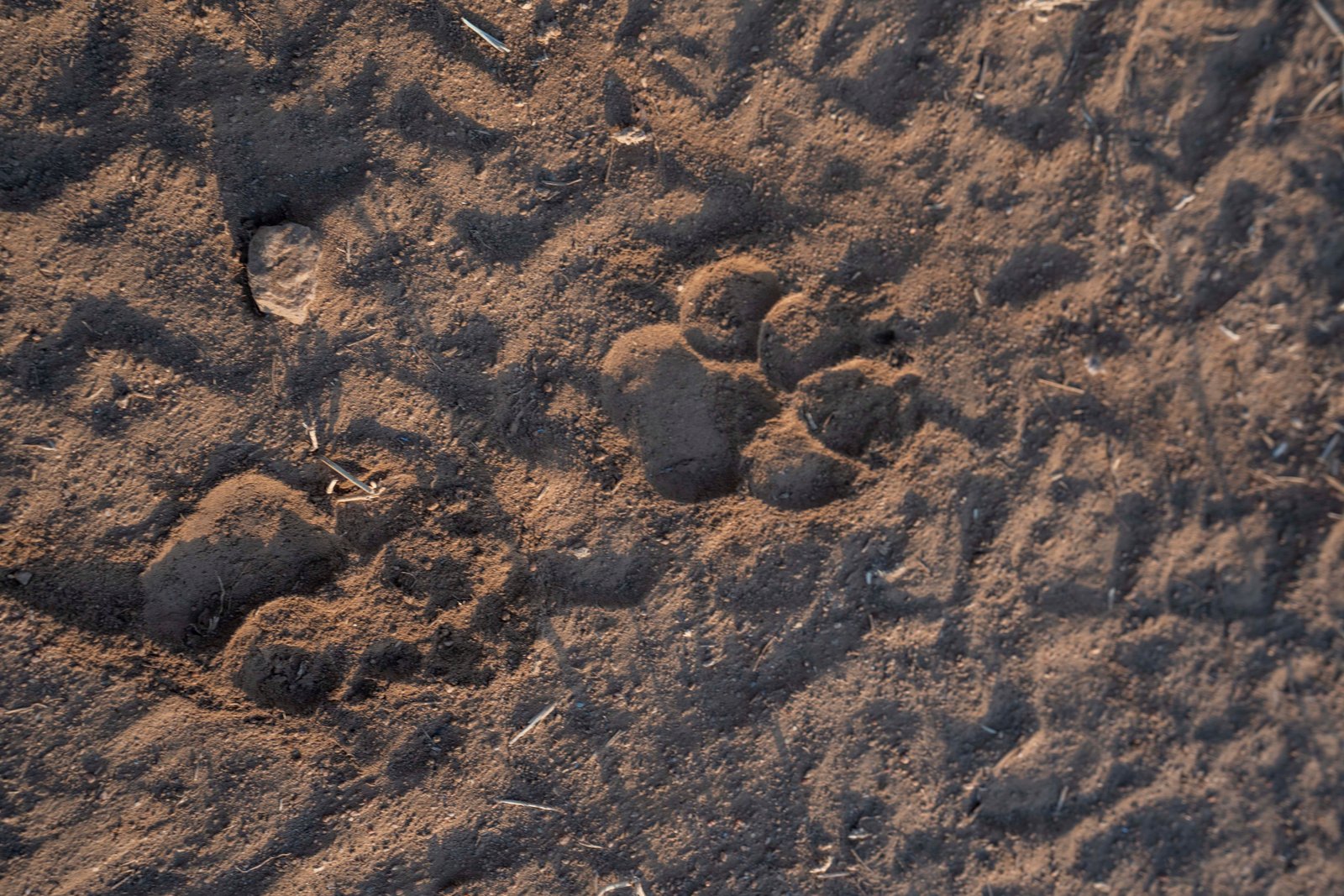 Timeless Journey Through Tanzania Wildlife Experiences