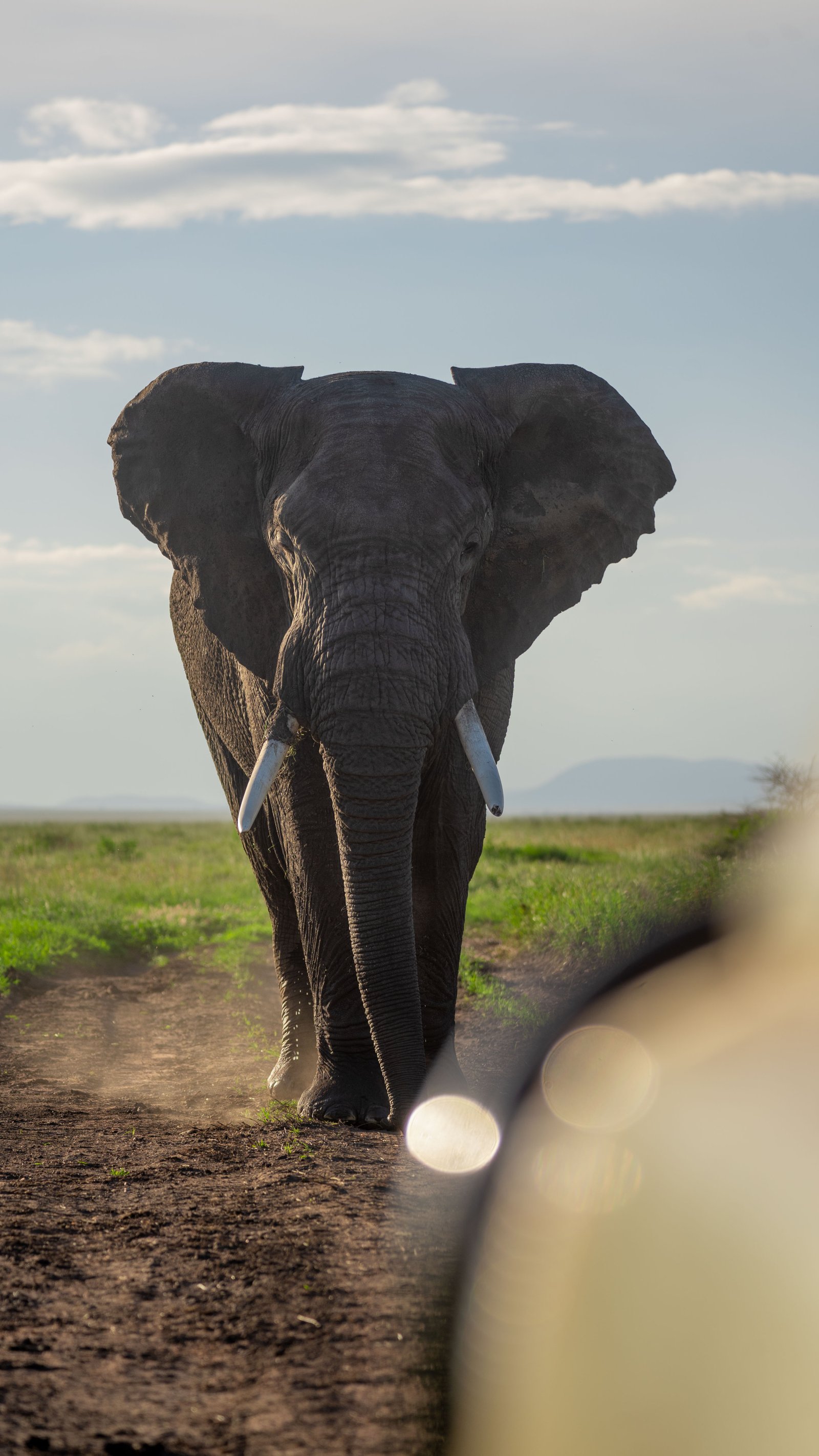 4 Days Fly-In Serengeti Luxury Safari Experience