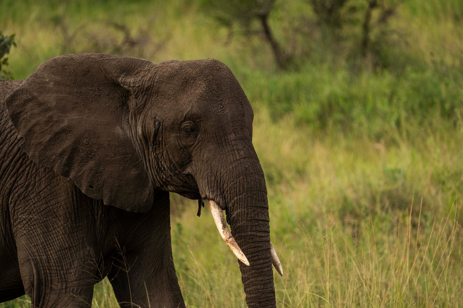 Top Safari Destinations in Tanzania You Should Not Miss – Visit Tanzania Journal