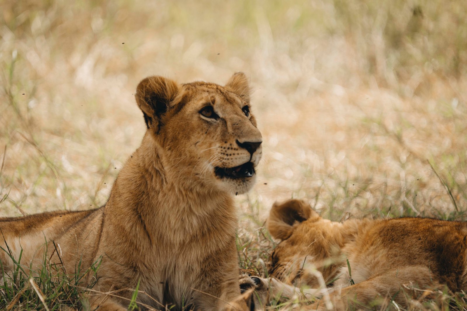 The Ultimate Guide to Visiting Tanzania: Everything You Need to Know Before You Go – Visit Tanzania Journal