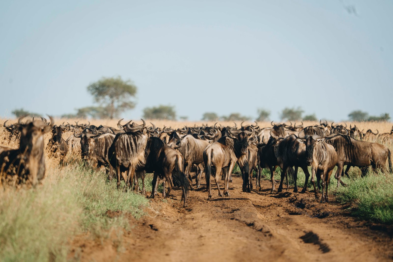 The Great Migration: A Survival Guide – Visit Tanzania Journal