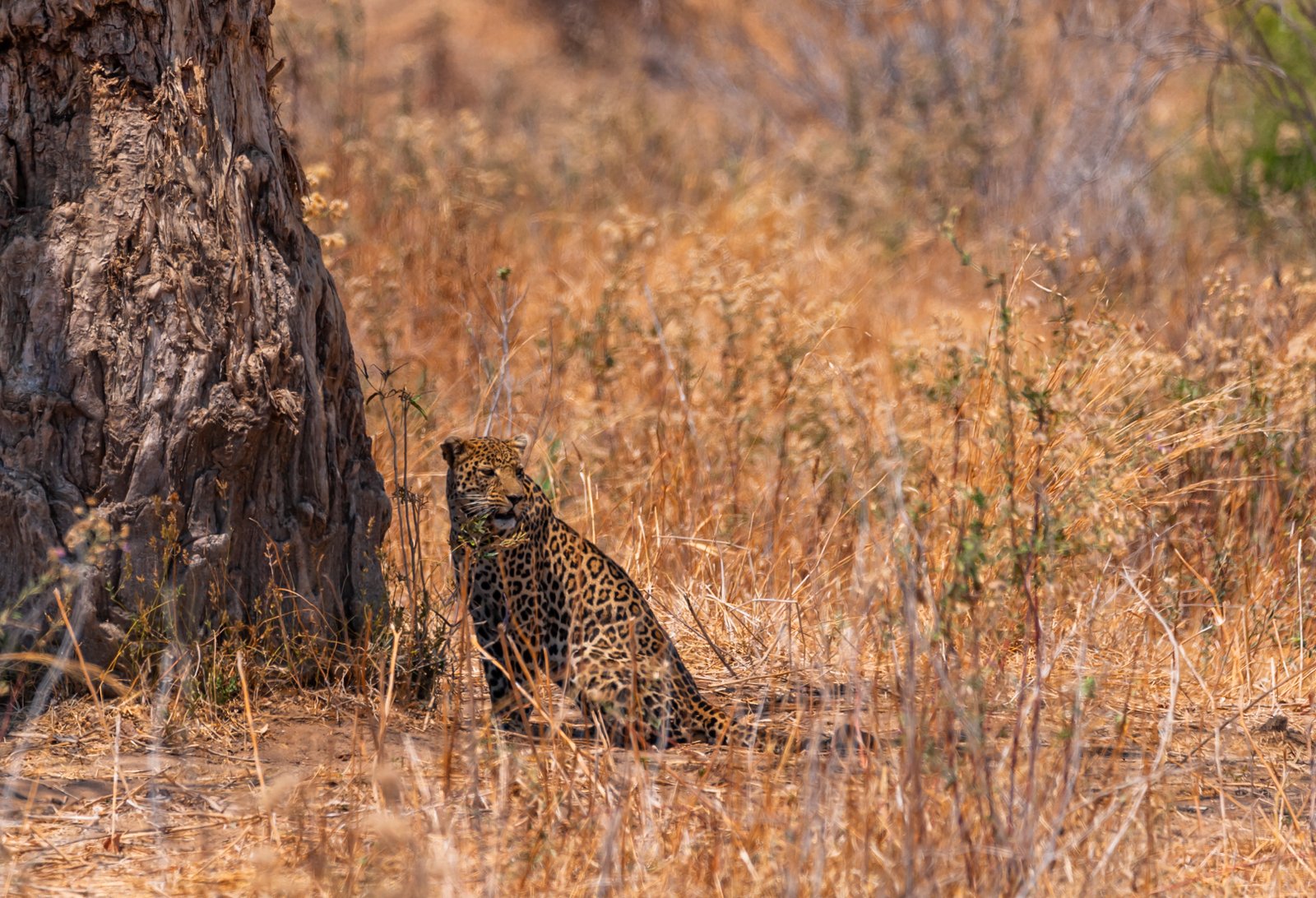 6 Day Southern Tanzania Wilderness Immersion