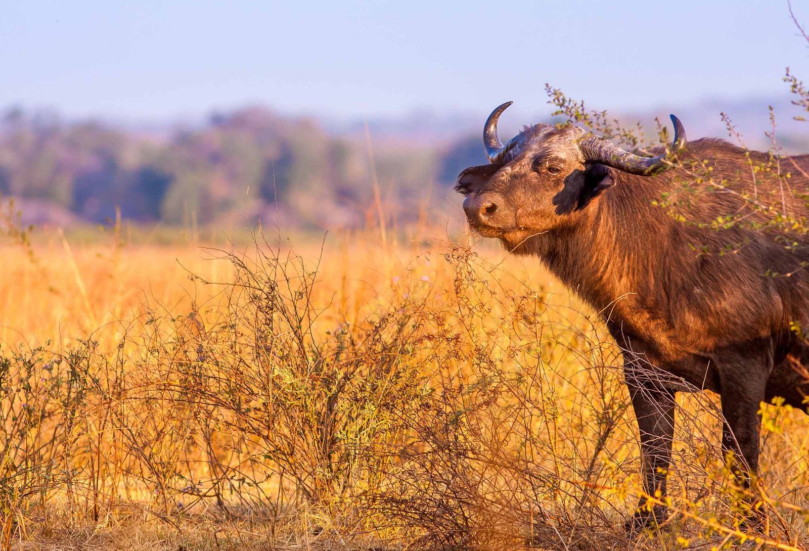 10 Days Western Tanzania Adventure