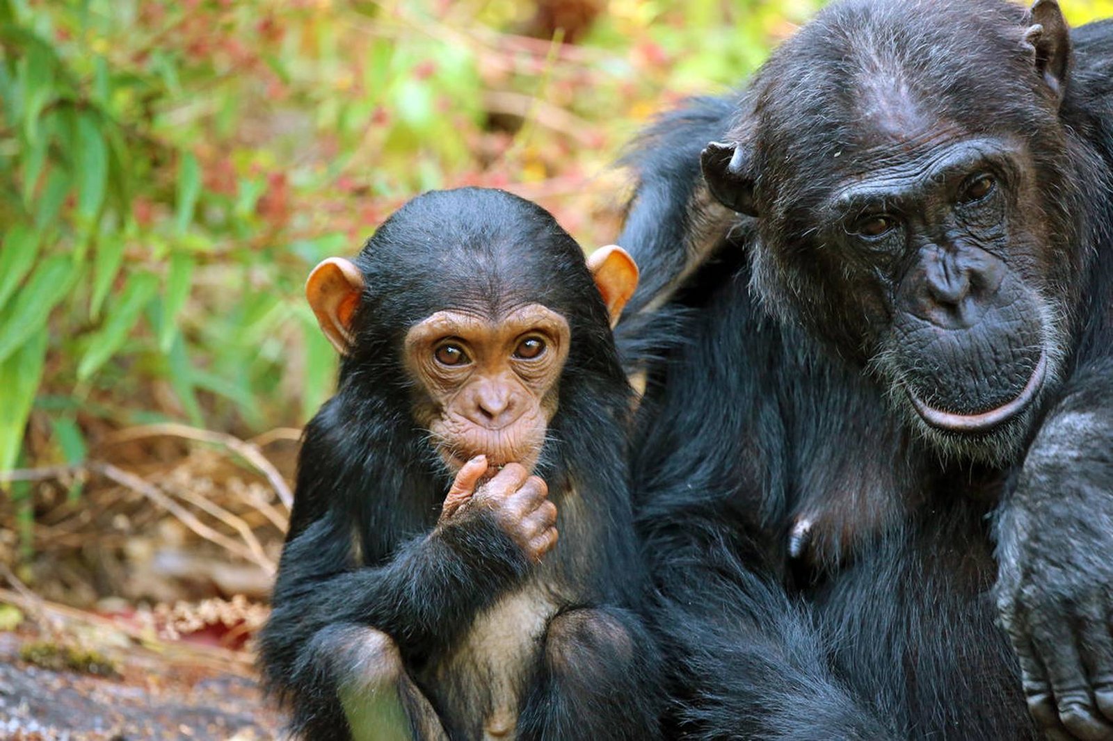 Mahale Mountains Chimpanzee Trekking | Visit Tanzania - Mountain, Tanzania