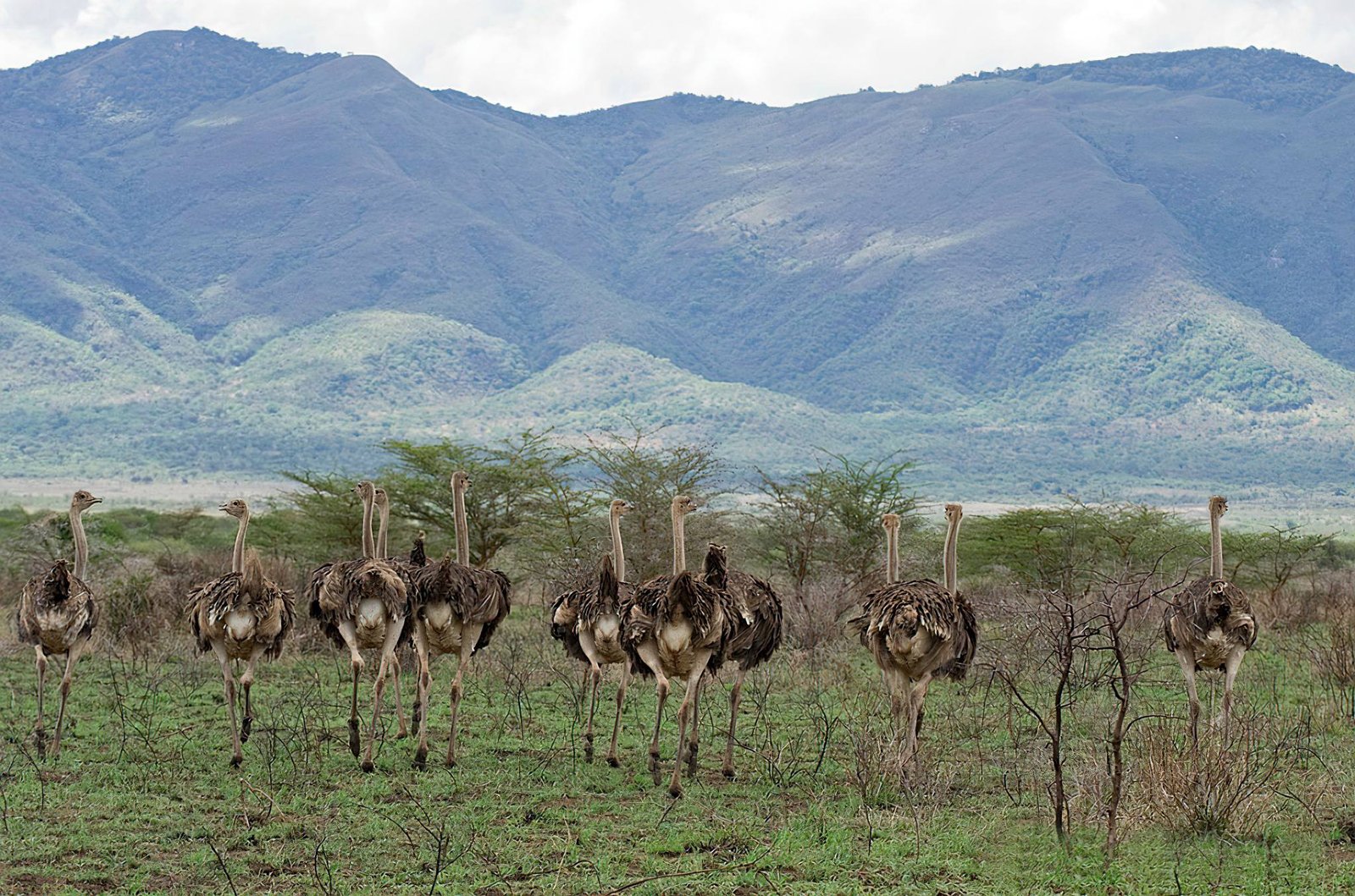 Mkomazi National Park Tanzania | Remote Rhino Sanctuary Safaris - Destination, Tanzania