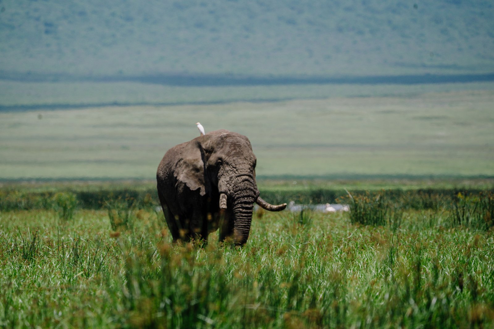 Ngorongoro Crater Safari – Explore Tanzania’s Wildlife Haven - Mountain, Tanzania