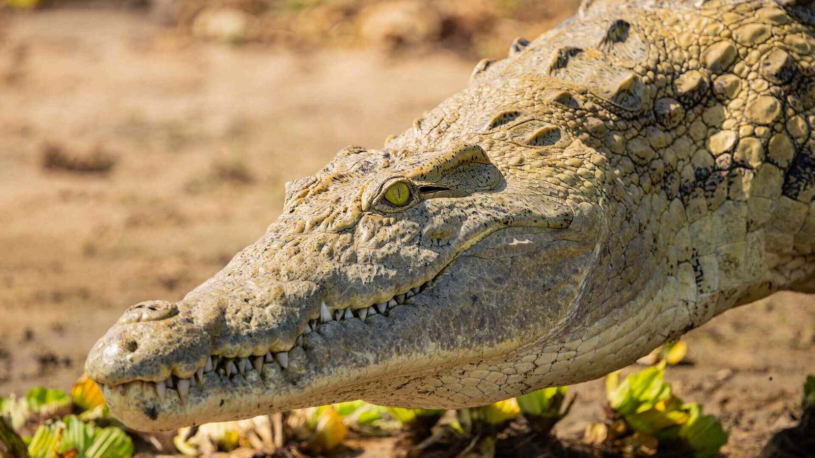 Nyerere National Park - Destination, Tanzania