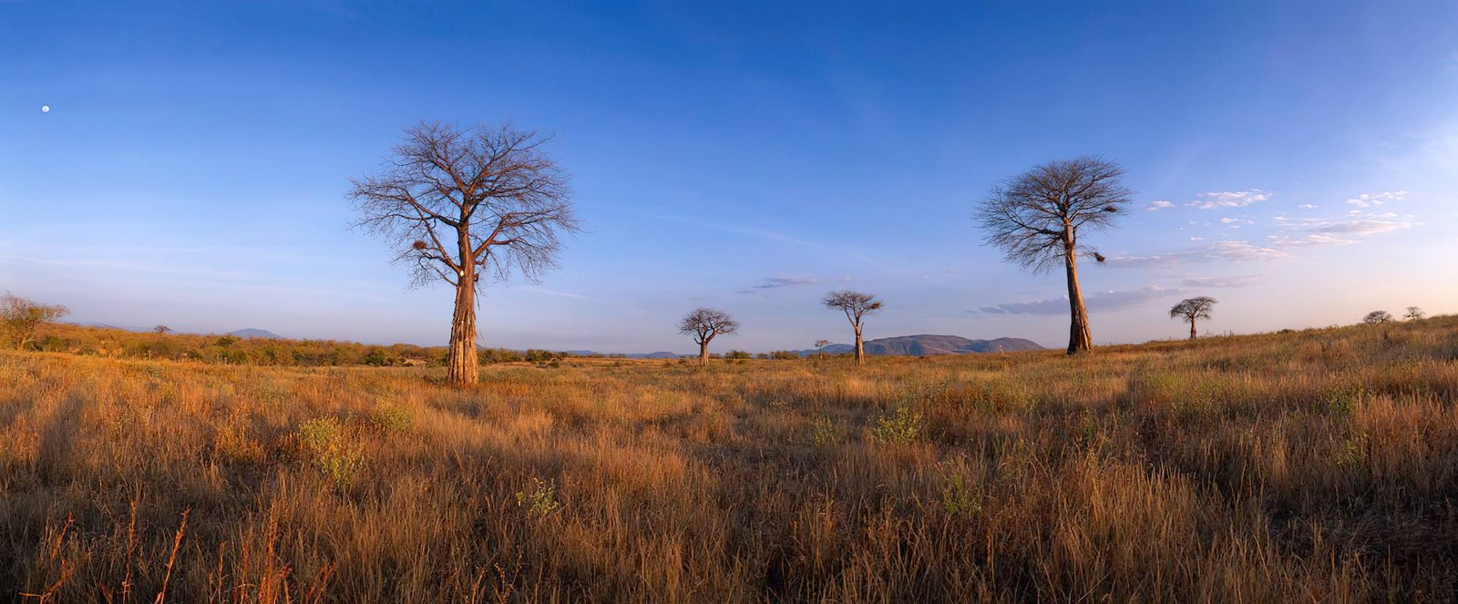 Ruaha National Park Safari: Discover Tanzania's Best-Kept Secret - Destination, Tanzania