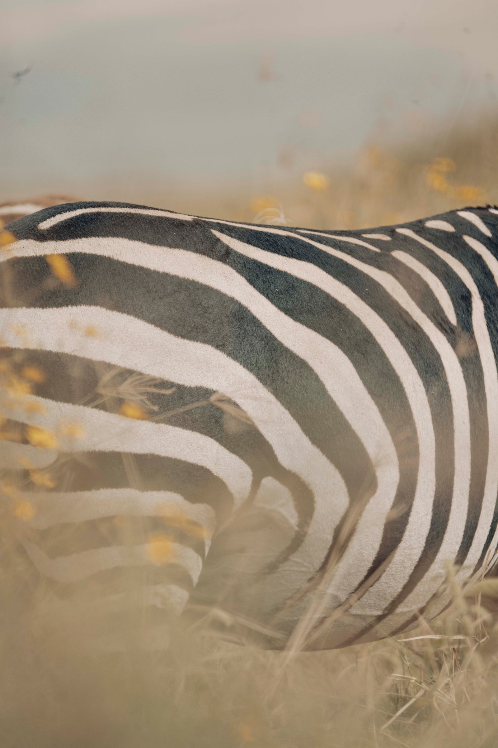 Timeless Journey Through Tanzania Wildlife Experiences