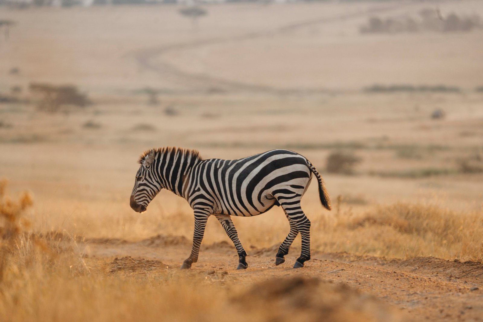 12 Day Tanzania Ultimate Luxury Honeymoon