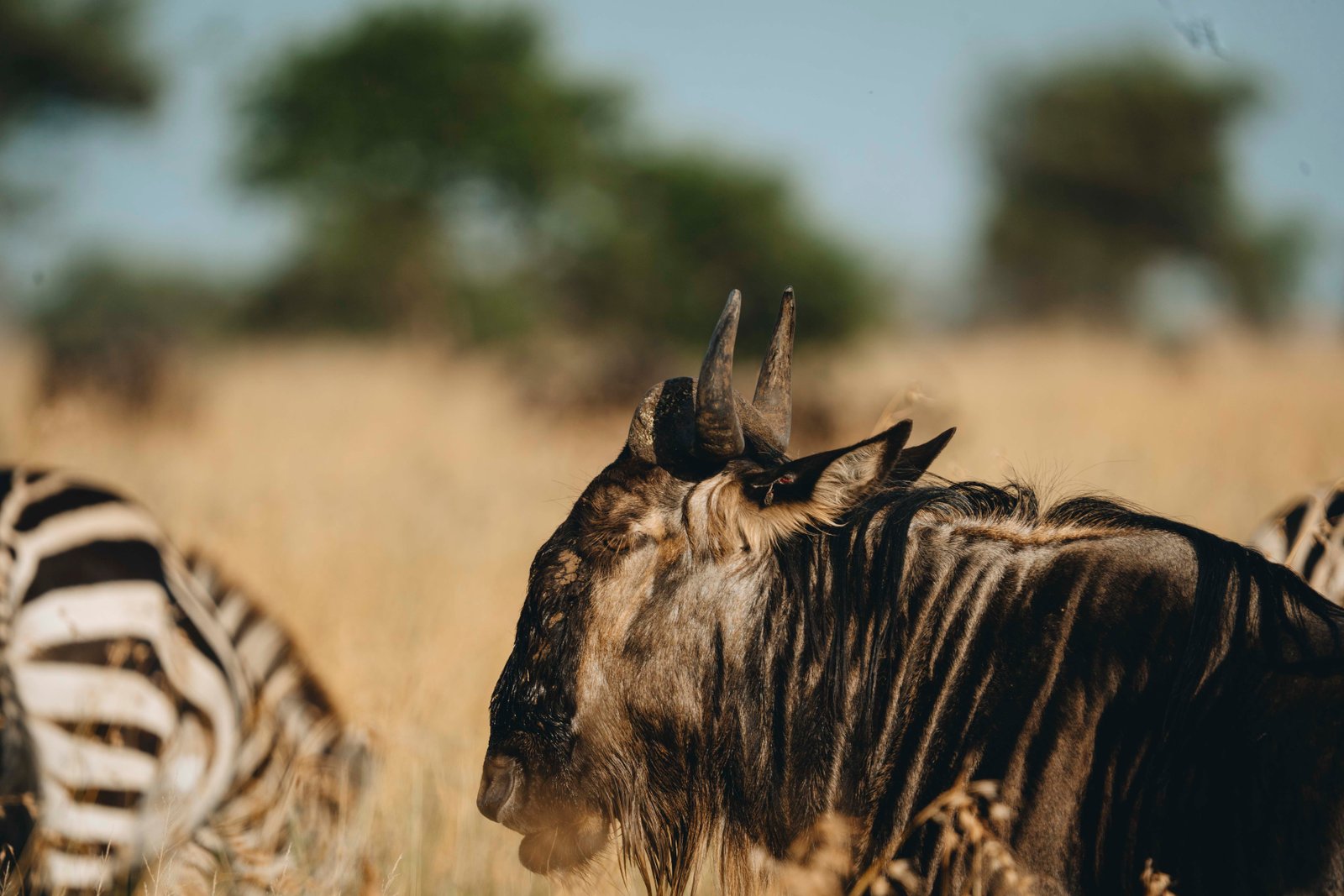 A 14 Day  Ultimate Great Migration - Zanzibar Retreat
