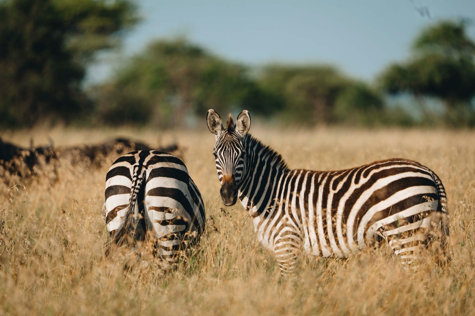 10 Days Safari and Beach