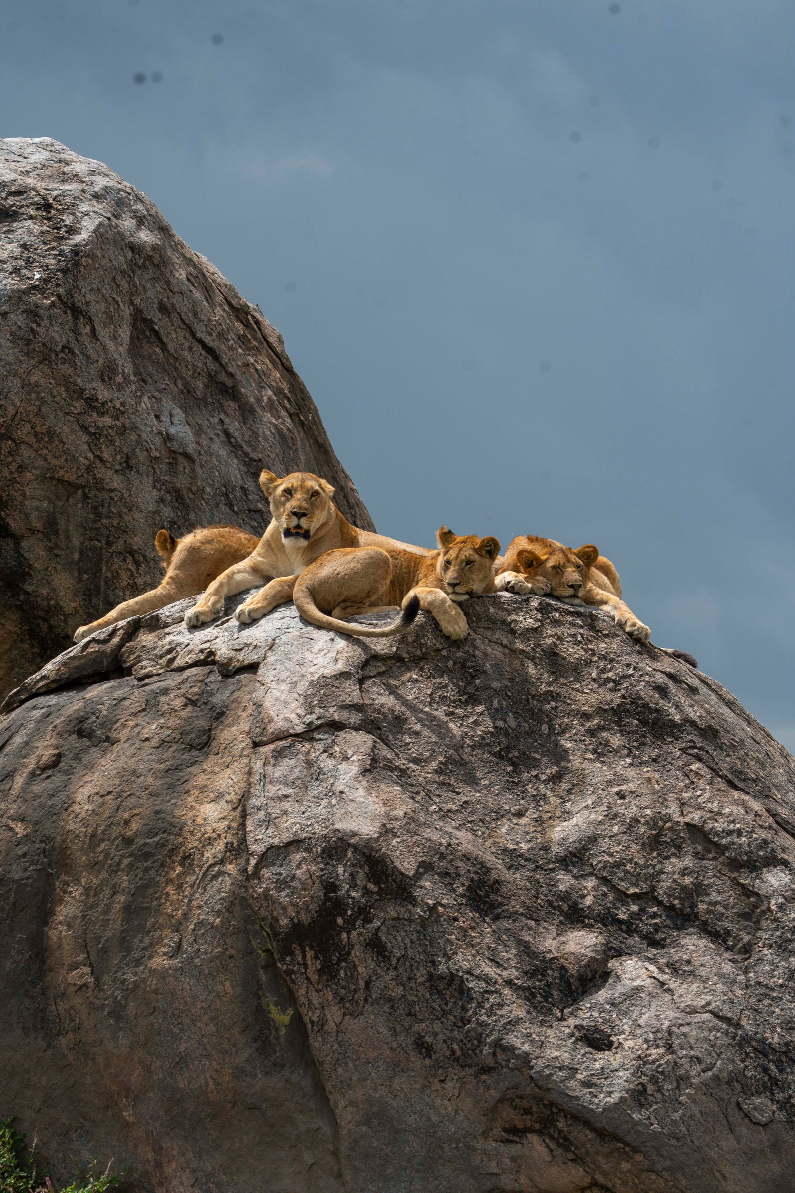 4 Days Serengeti Safari