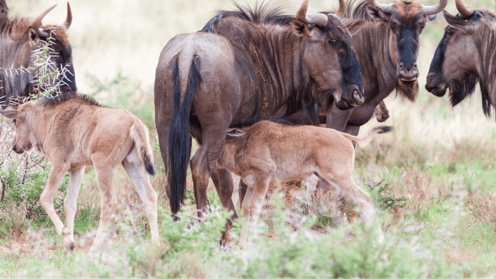 14-Day Calving Season Safari & Zanzibar Retreat