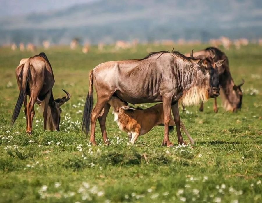 12-Day Ndutu Calving Season Safari & Zanzibar Escape