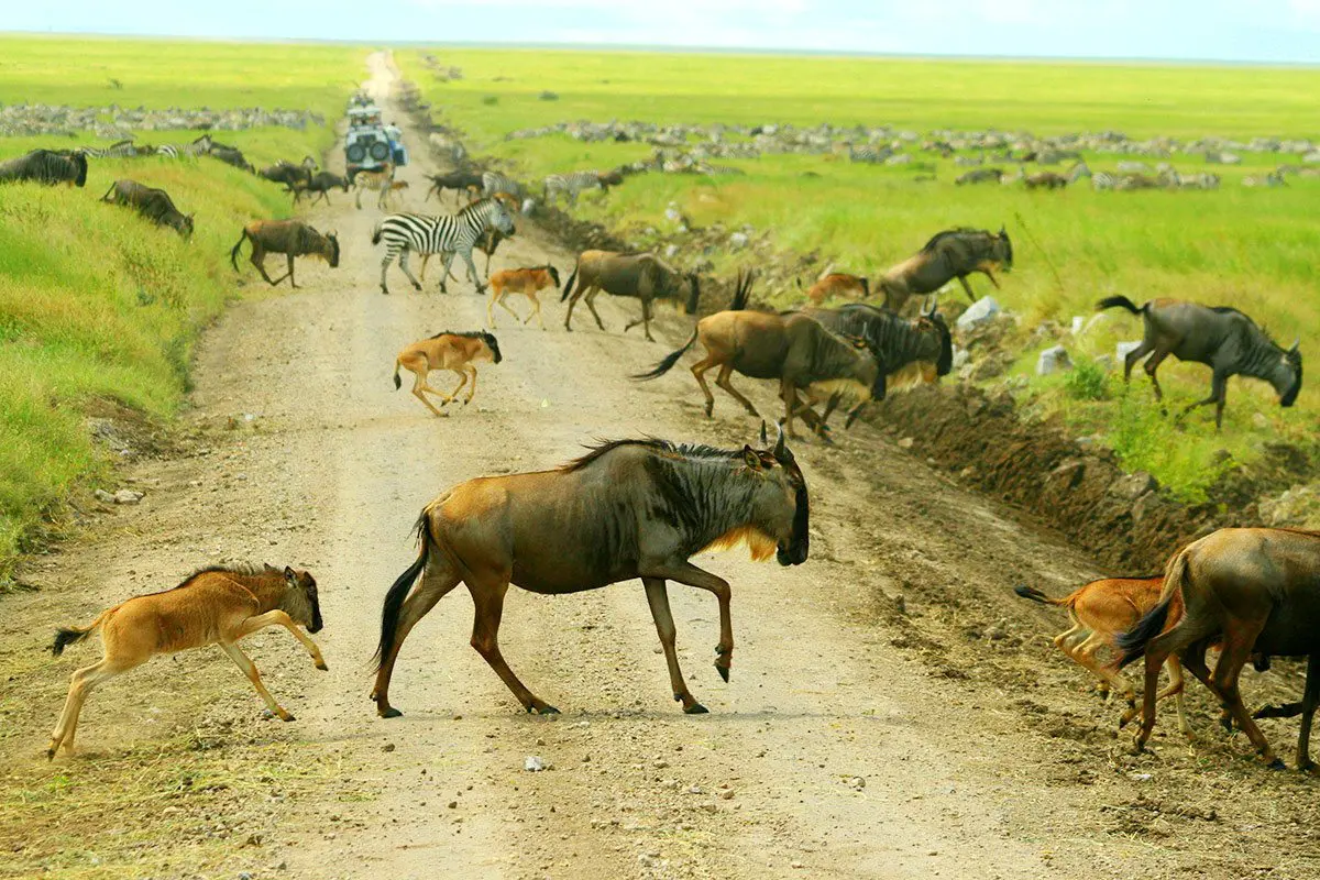 9-Day Luxury Ndutu Calving Season & Serengeti Safari