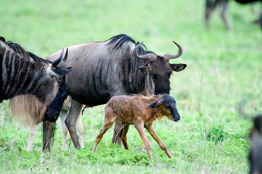 10-Day Great Migration Safari: Ndutu Calving, Serengeti & Ngorongoro