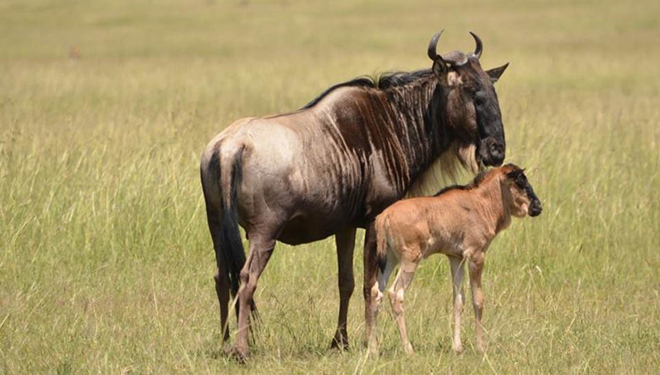 8-Day Luxury Ndutu Calving Season & Serengeti Safari