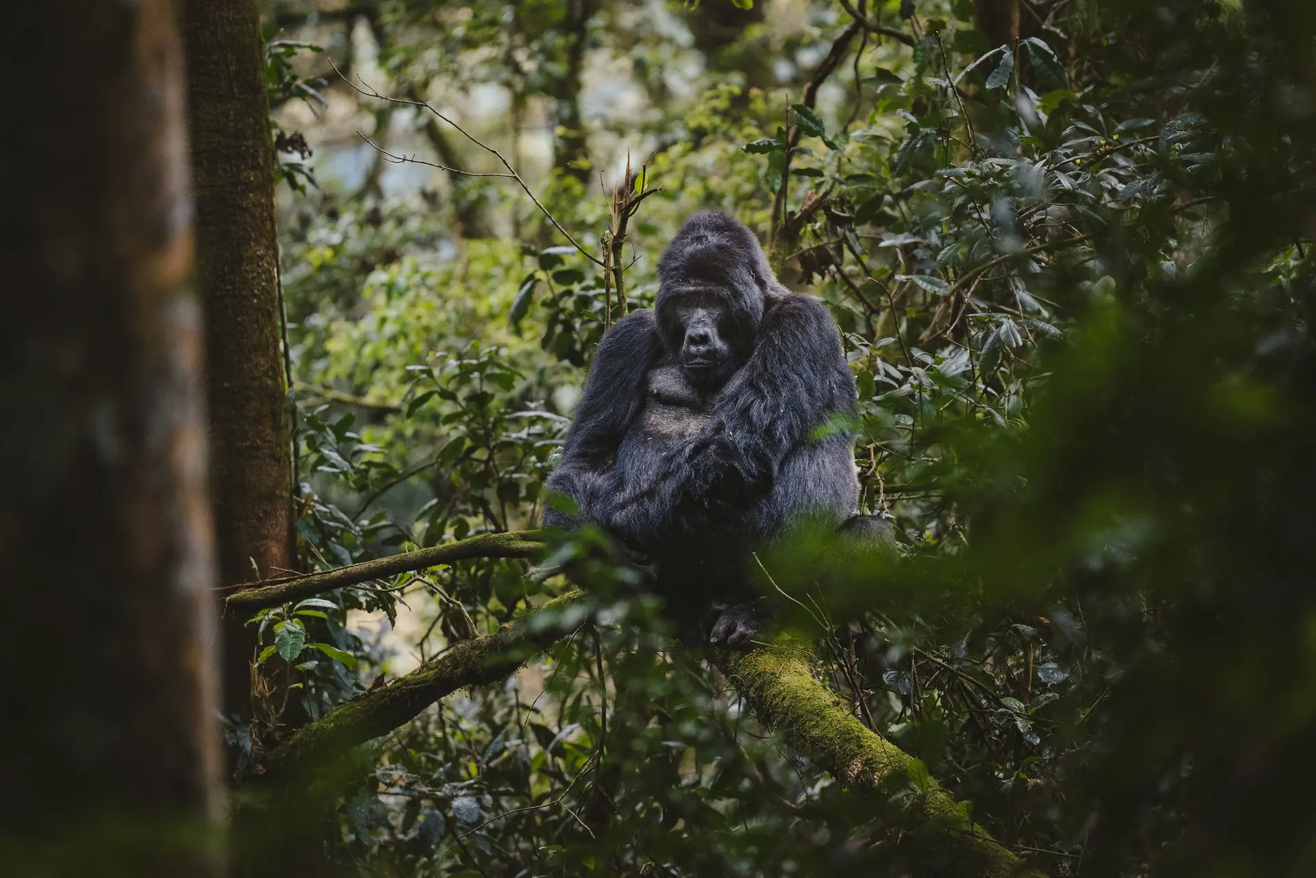 Gombe Stream Chimpanzee Trekking | Tanzania Safaris – Tanzania destination