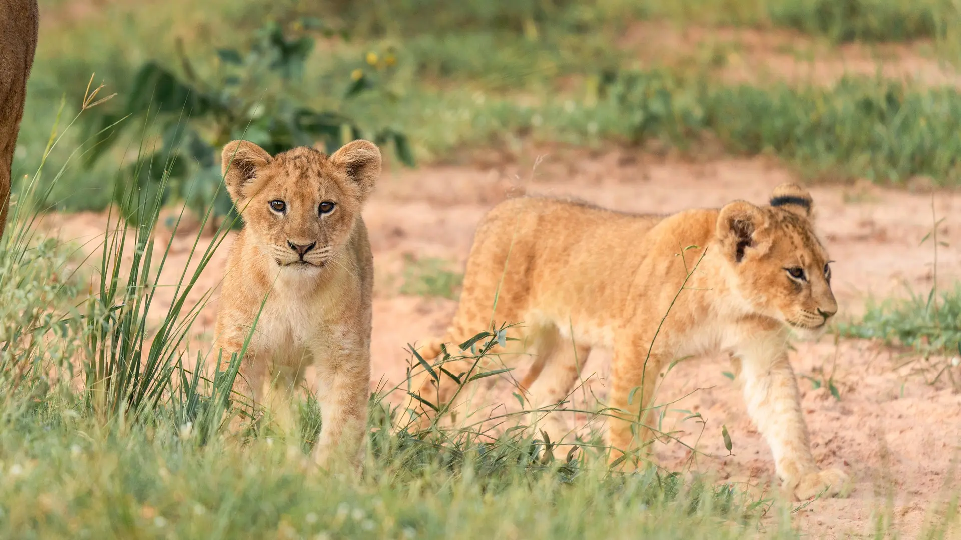 Katavi National Park | Remote Safari in Western Tanzania – Tanzania destination