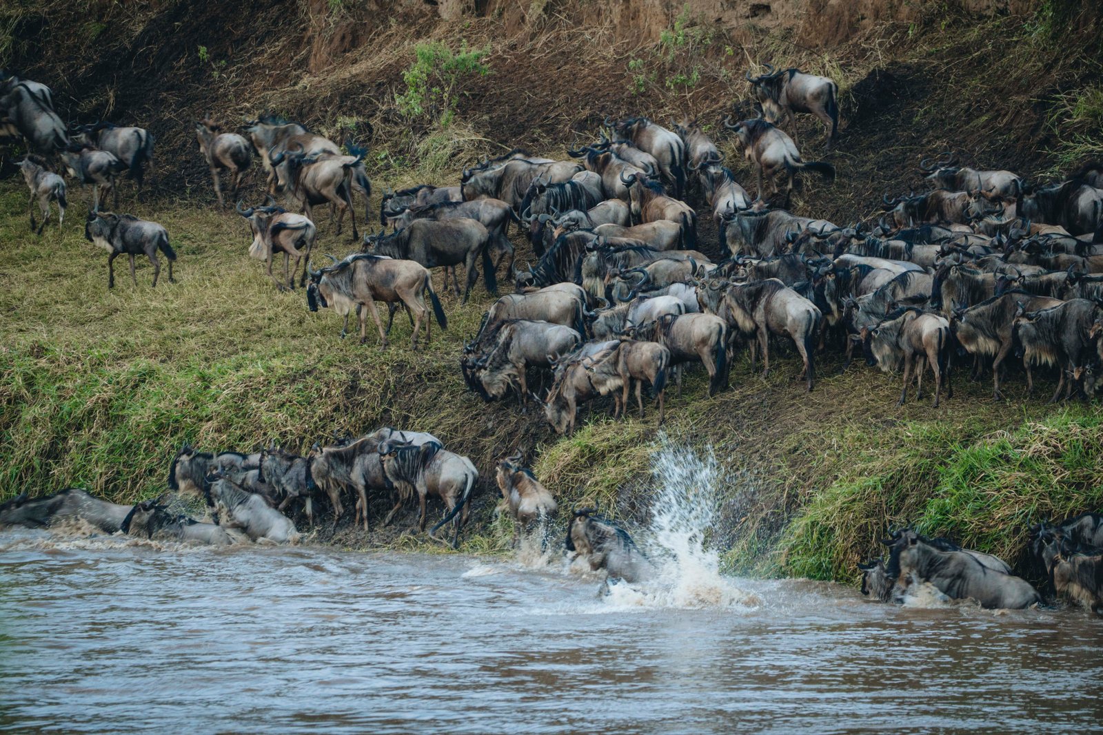 Great Migration wildebeest crossing in Tanzania