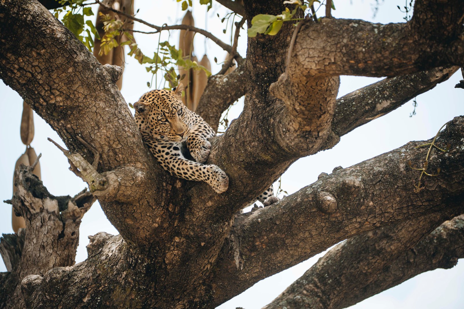 Safari essentials packing guide Tanzania