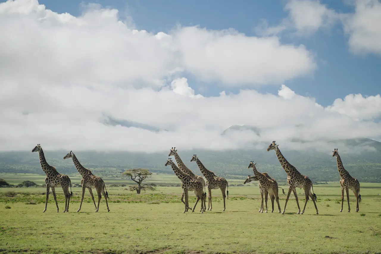 Tanzania Landscape
