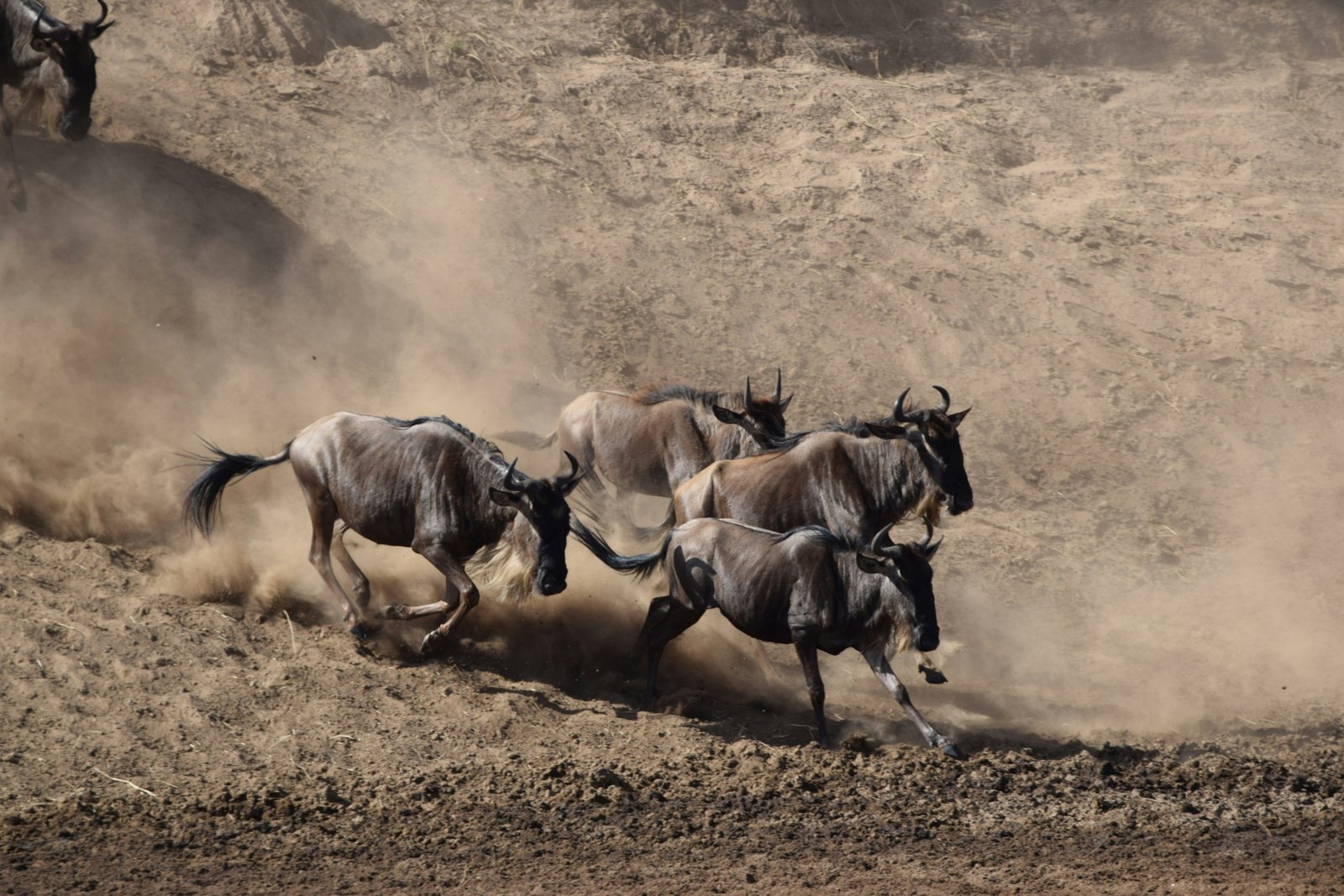 The Great Migration crossing the plains of the Serengeti