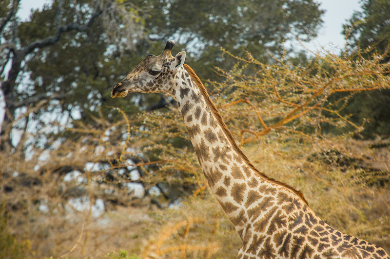 tanzania tourism video